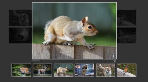 Create JavaScript Image Gallery | JavaScript Training in Delhi